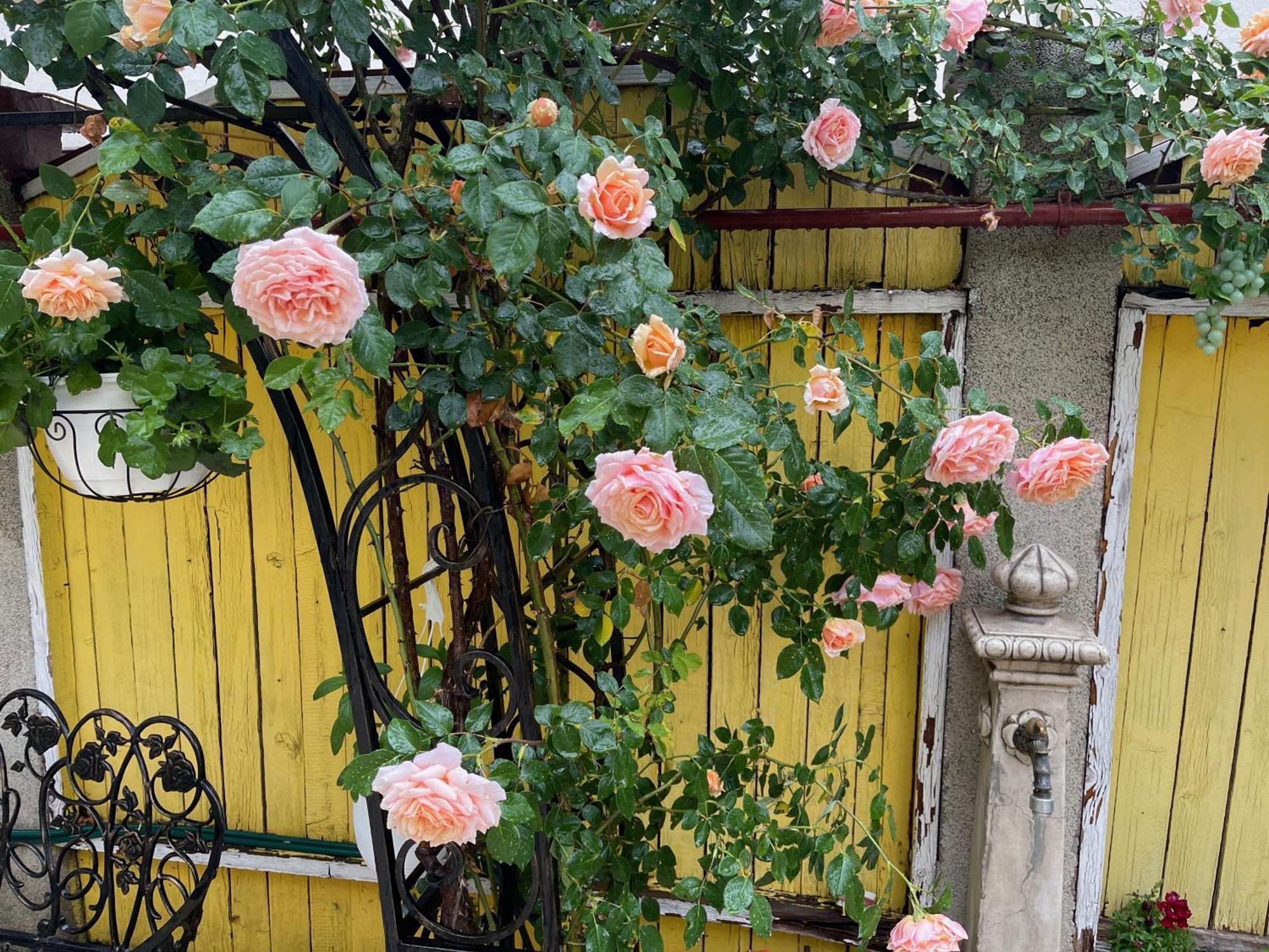 Luxurious Villa With Lush Garden And Huge Terrace Near Herastrau Park Bucureşti Eksteriør bilde